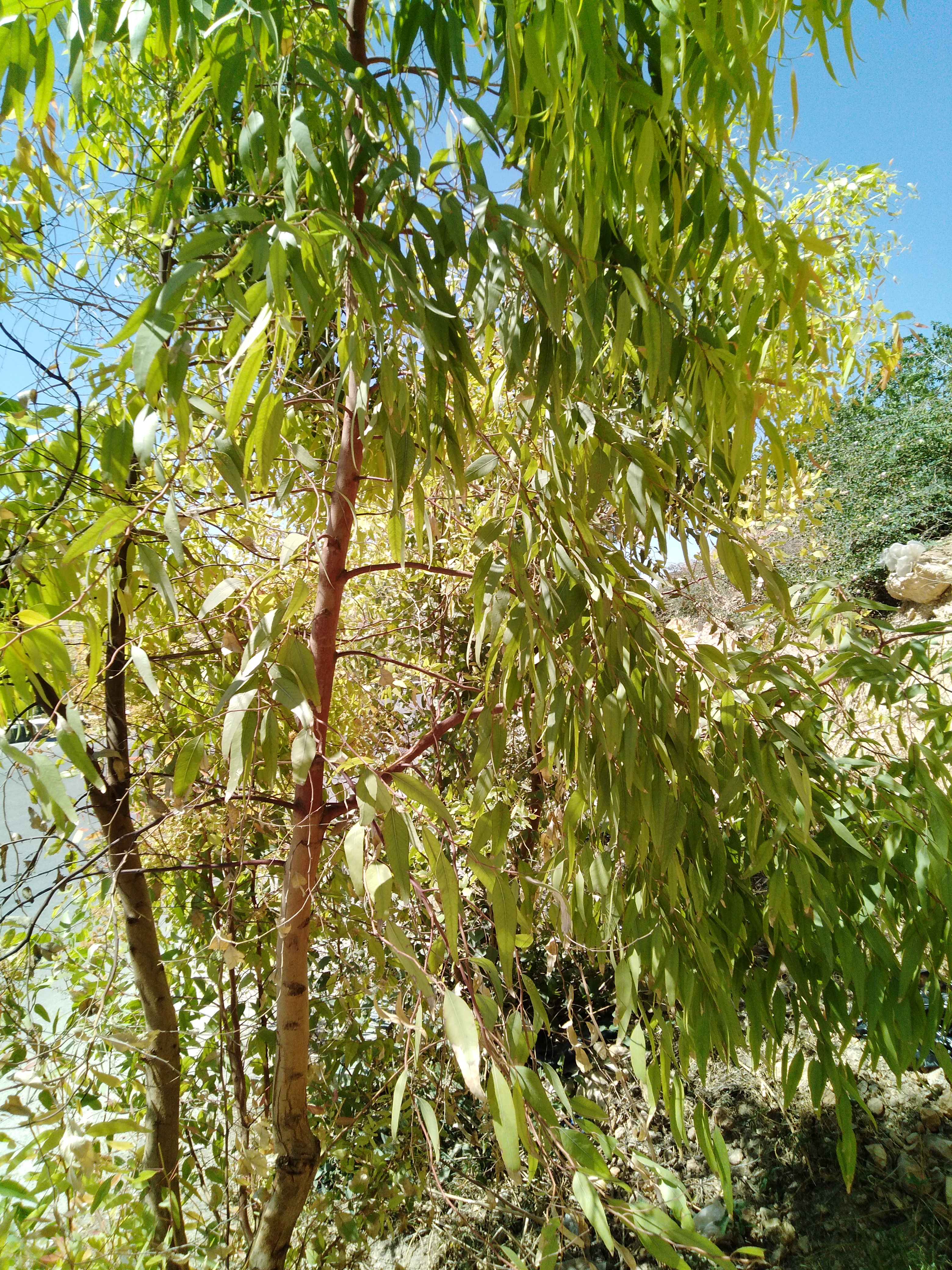 شجرة الحمى Nabatatmneen
